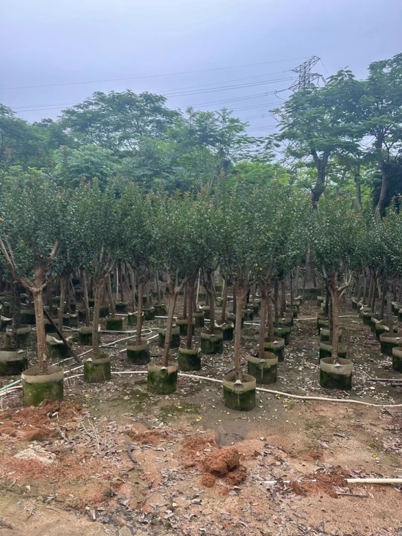 小叶紫薇/红火箭紫薇7～10公分基地直销规格齐全