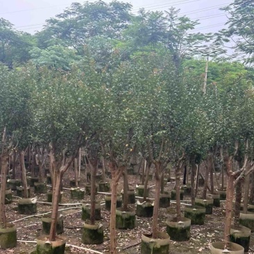 小叶紫薇/红火箭紫薇7～10公分基地直销规格齐全