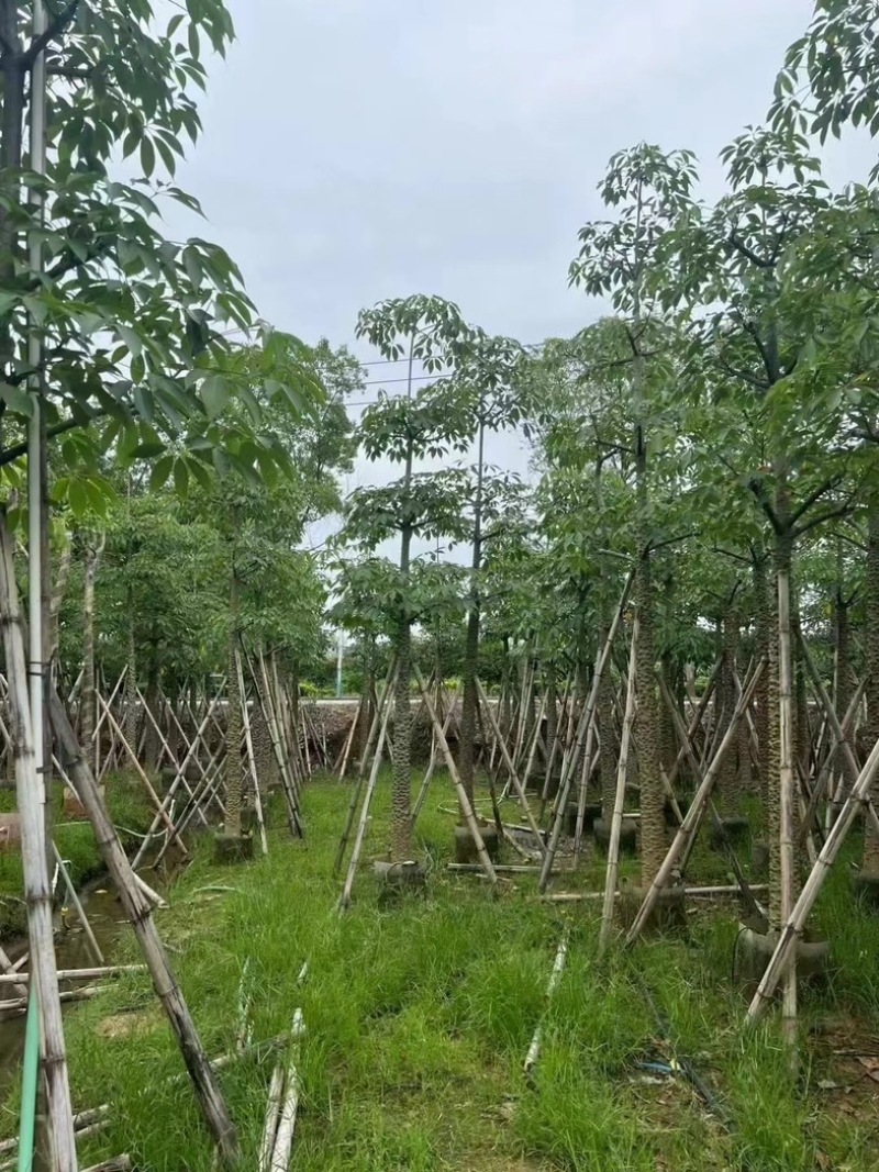本地木棉8～12公分基地直销规格齐全欢迎老板来电咨询