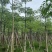 本地木棉8～12公分基地直销规格齐全欢迎老板来电咨询