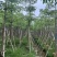本地木棉8～12公分基地直销规格齐全欢迎老板来电咨询
