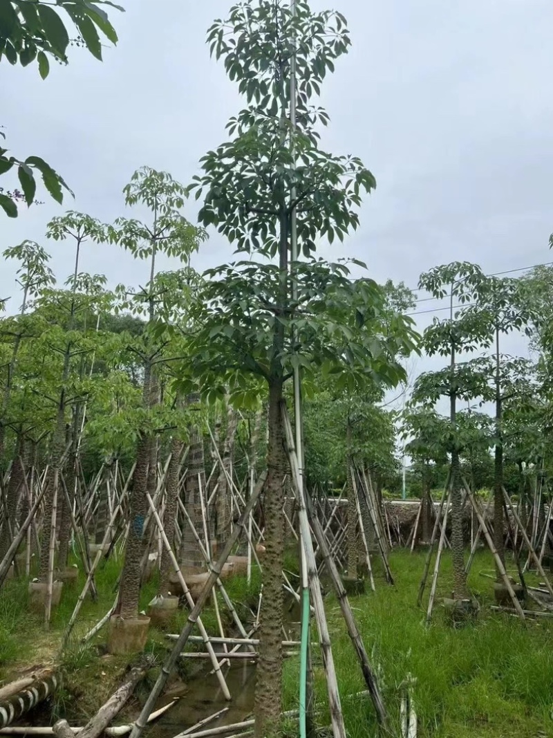 本地木棉8～12公分基地直销规格齐全欢迎老板来电咨询