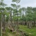 本地木棉8～12公分基地直销规格齐全欢迎老板来电咨询