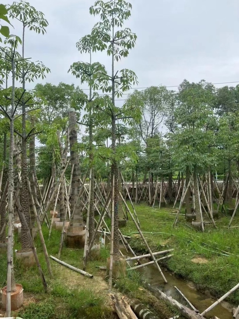 本地木棉8～12公分基地直销规格齐全欢迎老板来电咨询