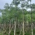 本地木棉8～12公分基地直销规格齐全欢迎老板来电咨询