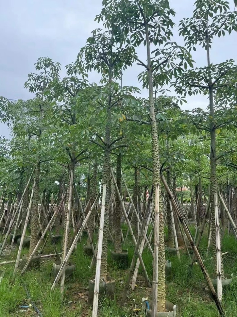 本地木棉8～12公分基地直销规格齐全欢迎老板来电咨询