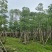 本地木棉8～12公分基地直销规格齐全欢迎老板来电咨询