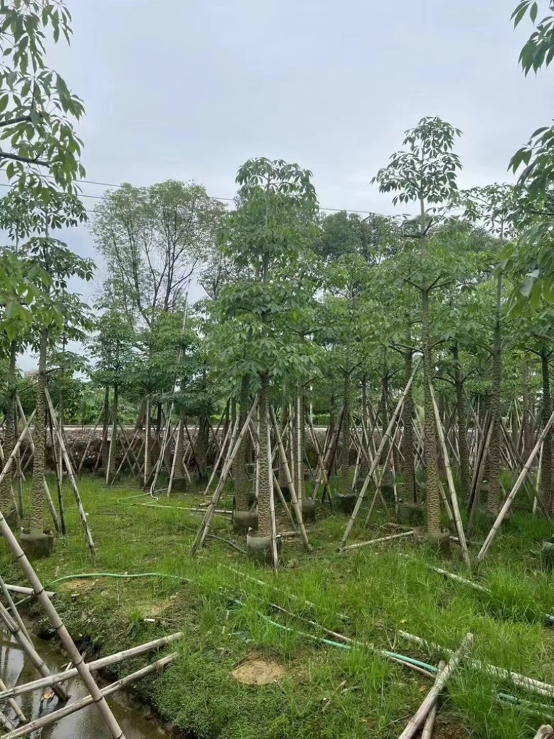 本地木棉8～12公分基地直销规格齐全欢迎老板来电咨询