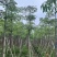 本地木棉8～12公分基地直销规格齐全欢迎老板来电咨询