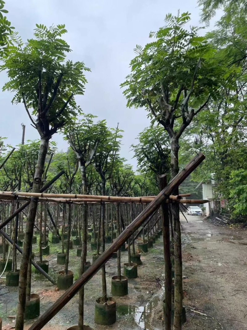 骨架黄槐5～15公分基地直销基地规格齐全欢迎老板来电