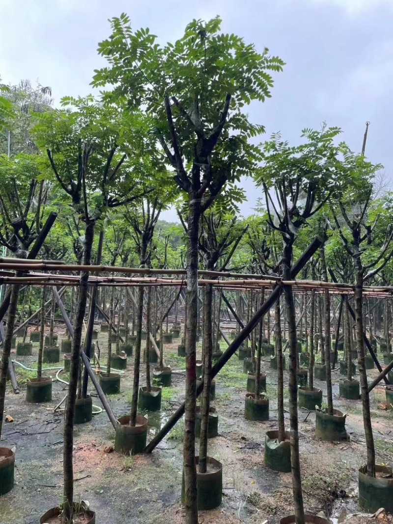 骨架黄槐5～15公分基地直销基地规格齐全欢迎老板来电