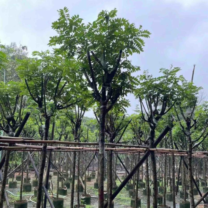 骨架黄槐5～15公分基地直销基地规格齐全欢迎老板来电