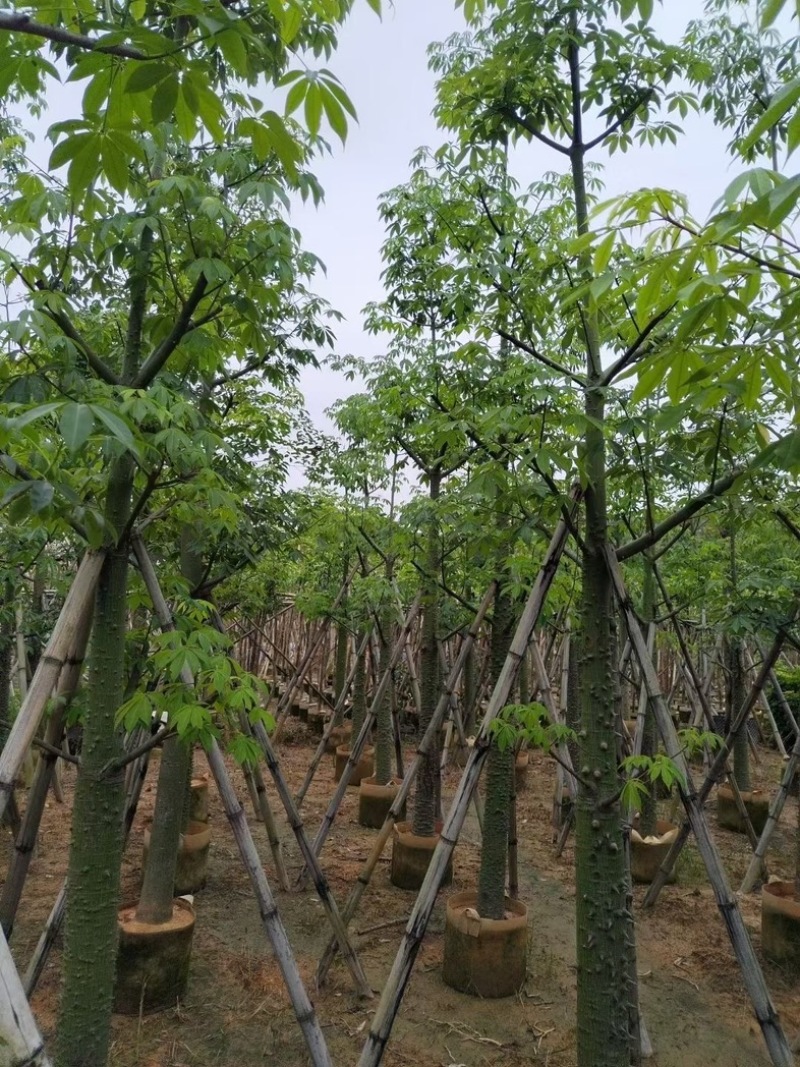 美人树10～12公分基地直销规格齐全欢迎老板来电咨询