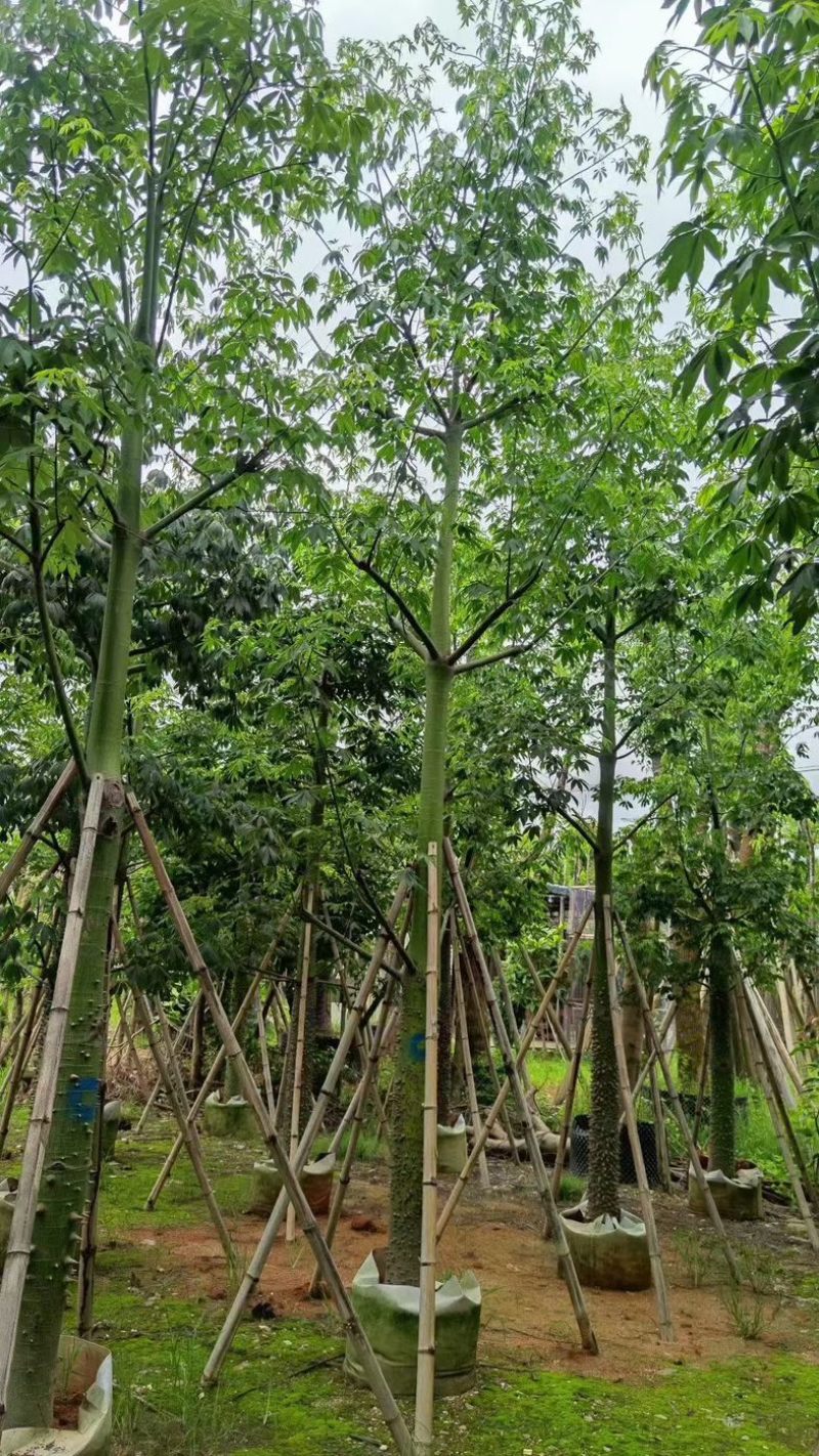 美人树10～12公分基地直销规格齐全欢迎老板来电咨询