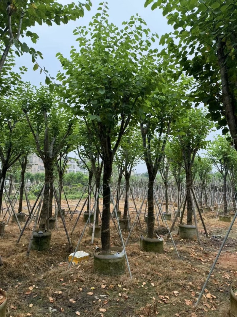 宫粉紫荆10～18公分基地直销规格齐全欢迎老板来电