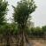 宫粉紫荆10～18公分基地直销规格齐全欢迎老板来电