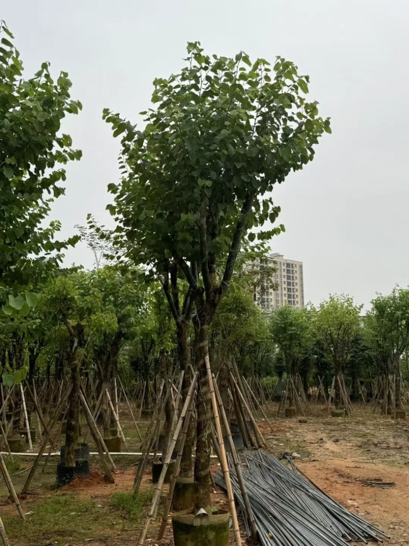 宫粉紫荆10～18公分基地直销规格齐全欢迎老板来电