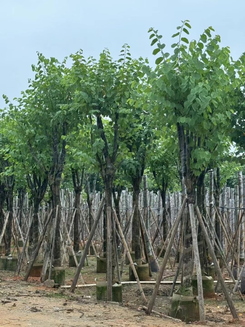 宫粉紫荆10～18公分基地直销规格齐全欢迎老板来电