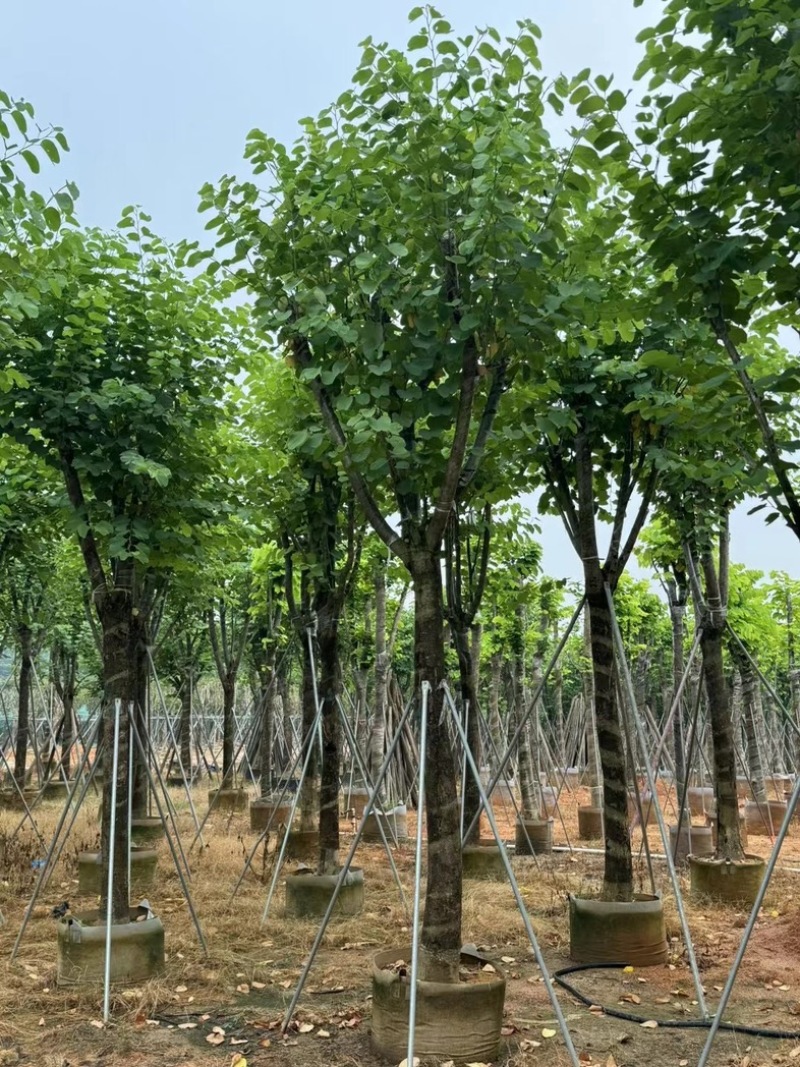 宫粉紫荆10～18公分基地直销规格齐全欢迎老板来电