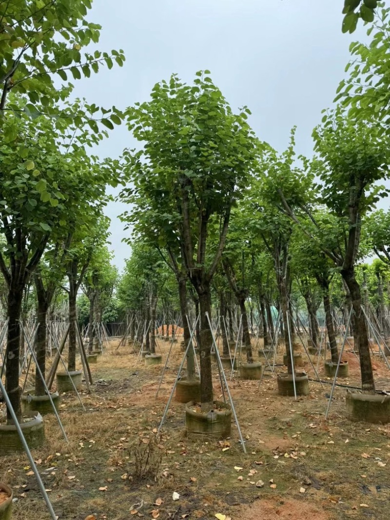 宫粉紫荆10～18公分基地直销规格齐全欢迎老板来电