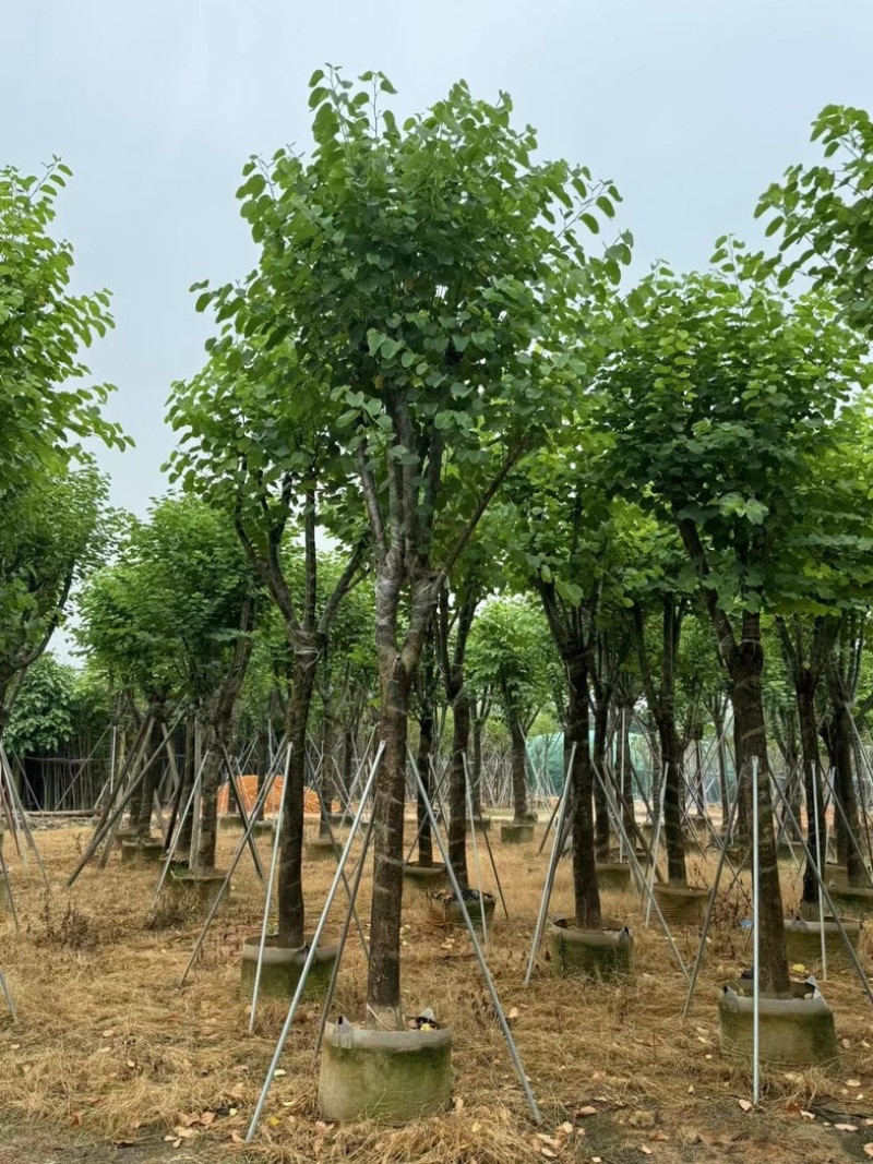 宫粉紫荆10～18公分基地直销规格齐全欢迎老板来电