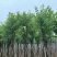 宫粉紫荆10～18公分基地直销规格齐全欢迎老板来电