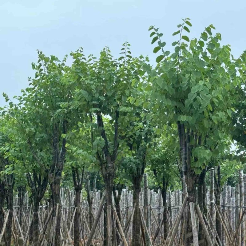 宫粉紫荆10～18公分基地直销规格齐全欢迎老板来电