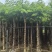 黄花梨树8～10公分基地直销规格齐全欢迎老板来电咨询