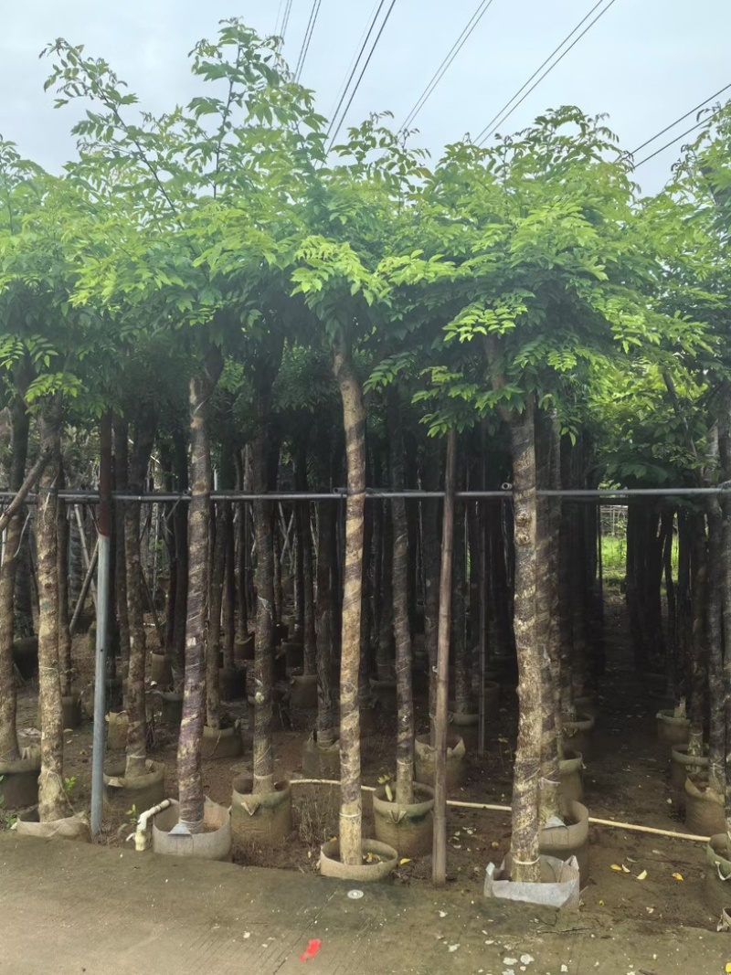黄花梨树8～10公分基地直销规格齐全欢迎老板来电咨询