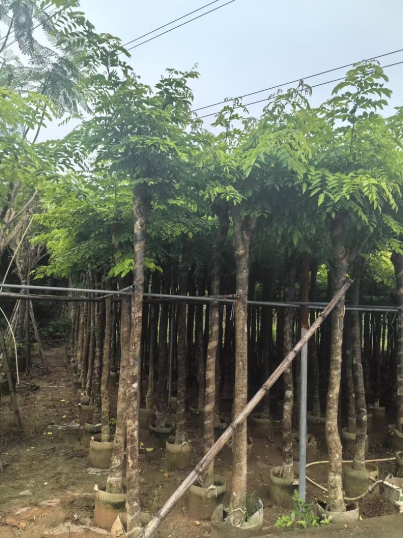 黄花梨树8～10公分基地直销规格齐全欢迎老板来电咨询
