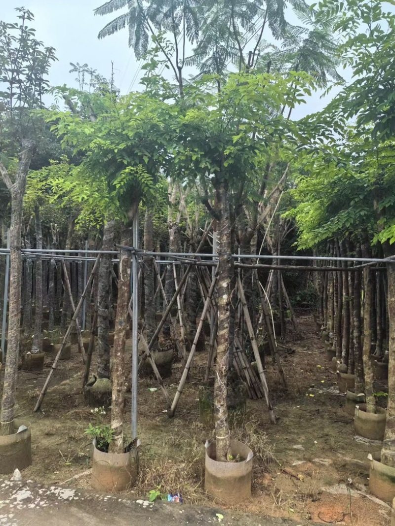 黄花梨树8～10公分基地直销规格齐全欢迎老板来电咨询