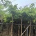 黄花梨树8～10公分基地直销规格齐全欢迎老板来电咨询