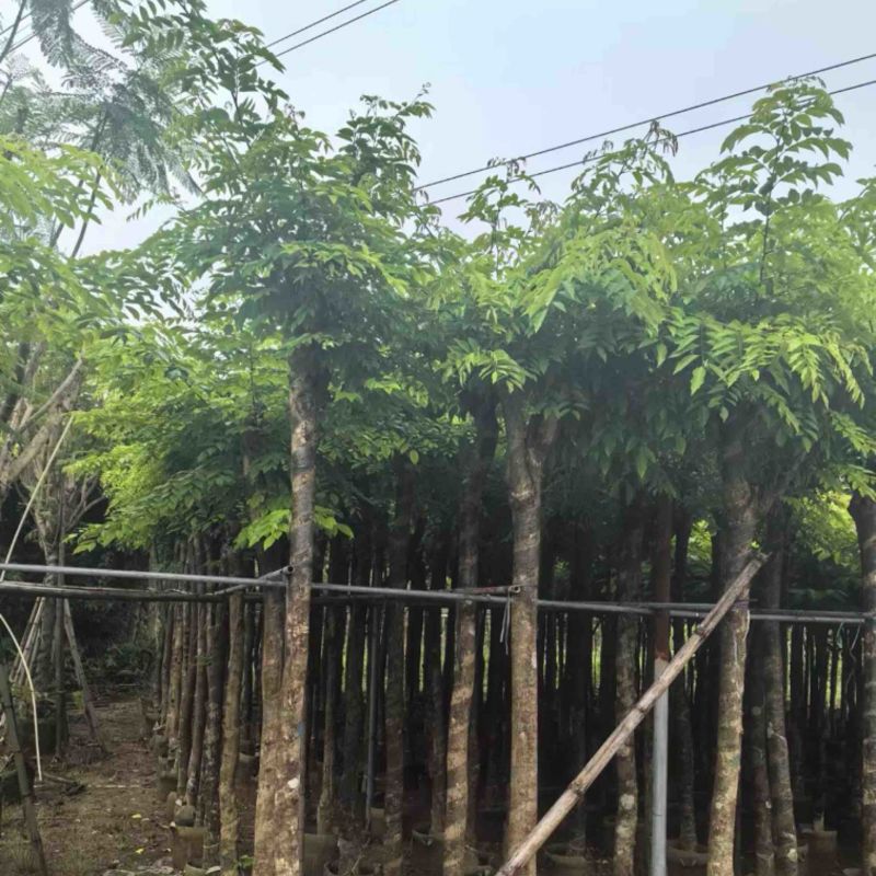 黄花梨树8～10公分基地直销规格齐全欢迎老板来电咨询