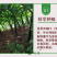 四川正宗纯魔芋粉纯正无沙小包装送纯碱