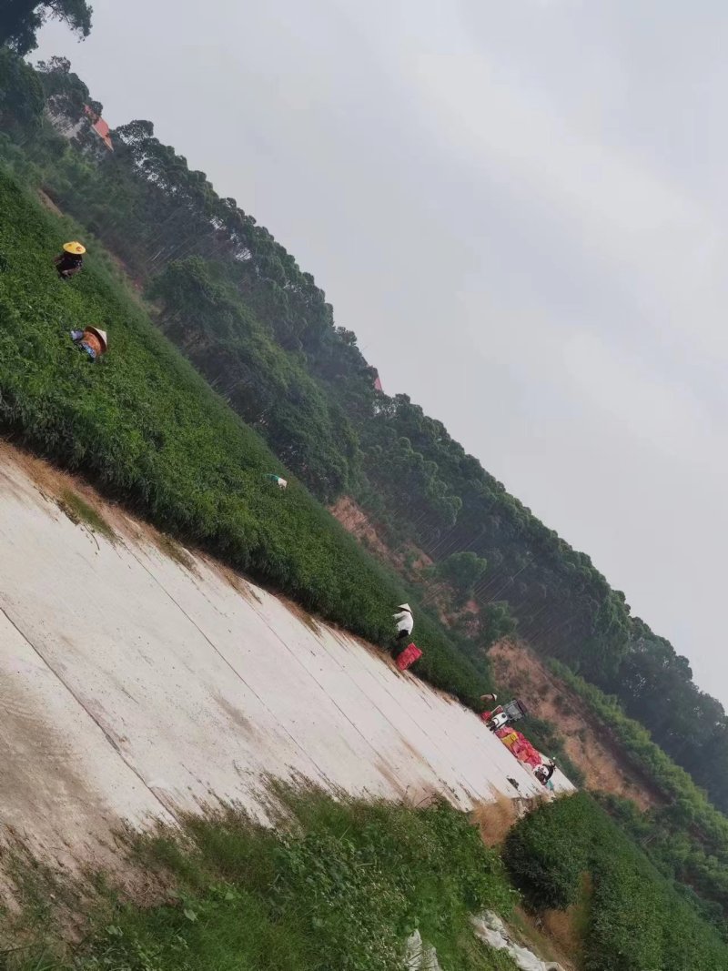 线椒3号，二荆条，新苗大量上市供应，基地货源