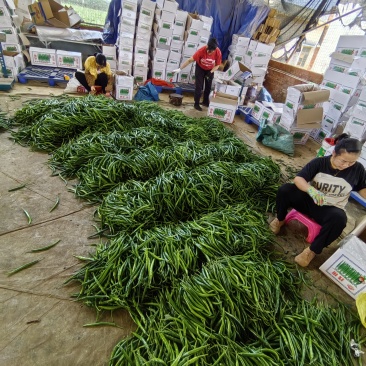 线椒3号，二荆条，新苗大量上市供应，基地货源