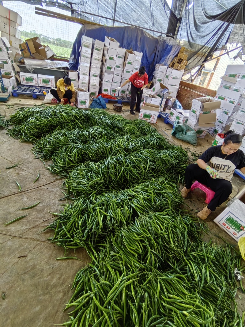 线椒3号，二荆条，新苗大量上市供应，基地货源