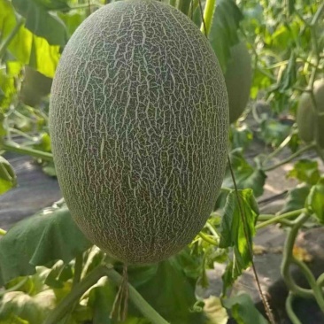 哈密瓜