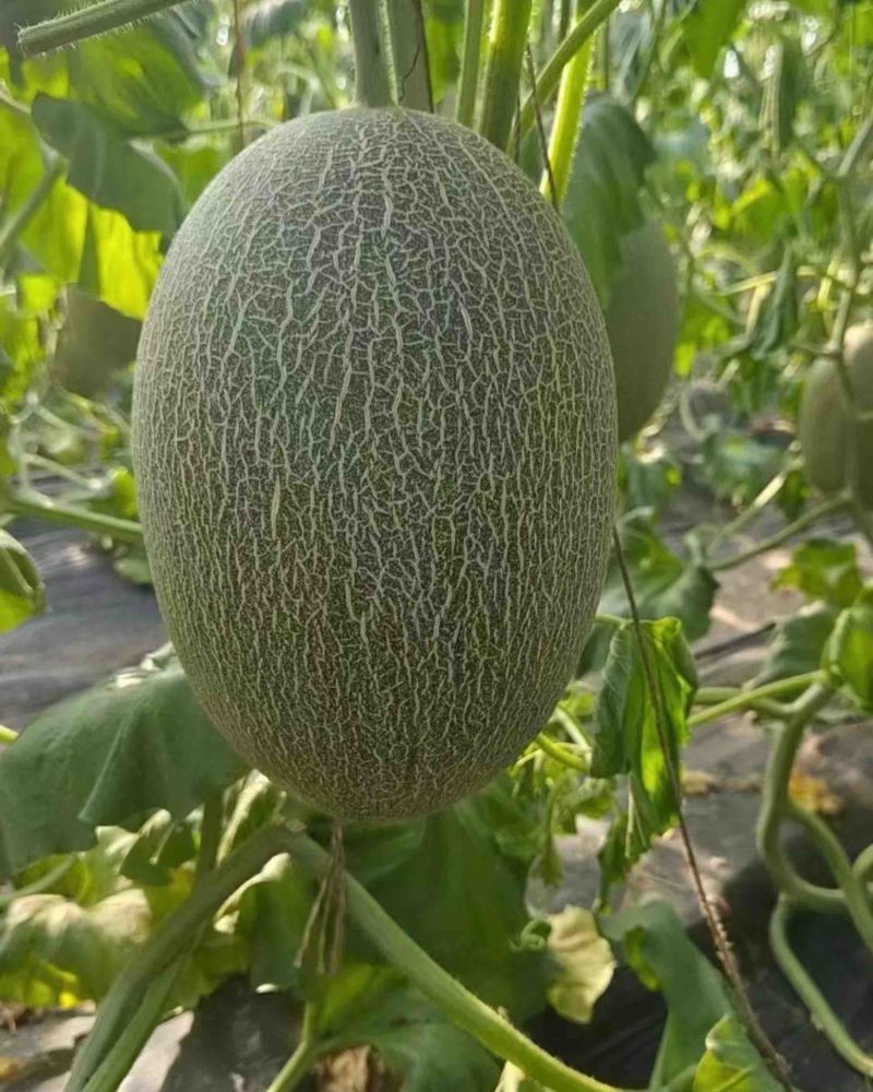 哈密瓜