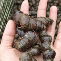 薄壳螺蛳食用螺一手货源全国发售150斤/件