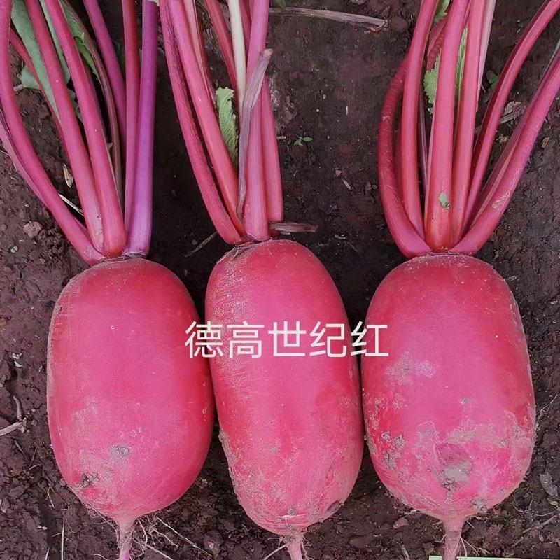 德高世纪红萝卜种子秋季红皮白肉满身红萝卜种子原装发货