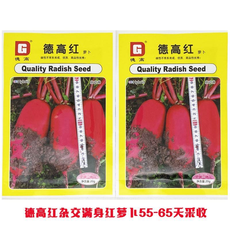 德高红杂交满身红萝卜种子高产55-65天红皮白肉萝卜种