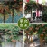 凌霄藤本凌霄爬藤植物易活凌霄苗抗寒耐旱品种凌霄树花批发