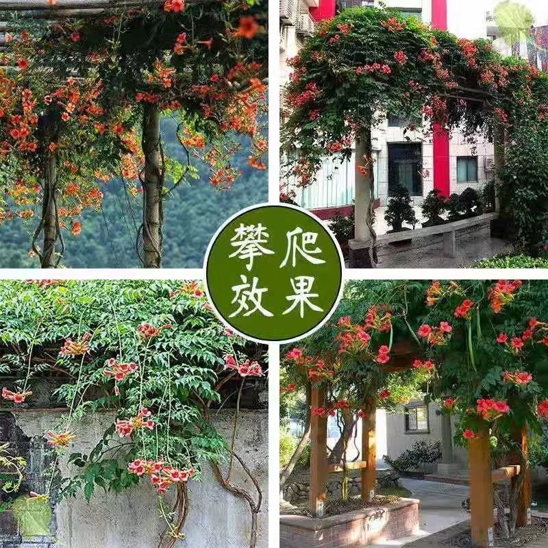 凌霄藤本凌霄爬藤植物易活凌霄苗抗寒耐旱品种凌霄树花批发