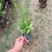 肾蕨袋苗排骨草市政货大量现货供应自家种植大量现货供
