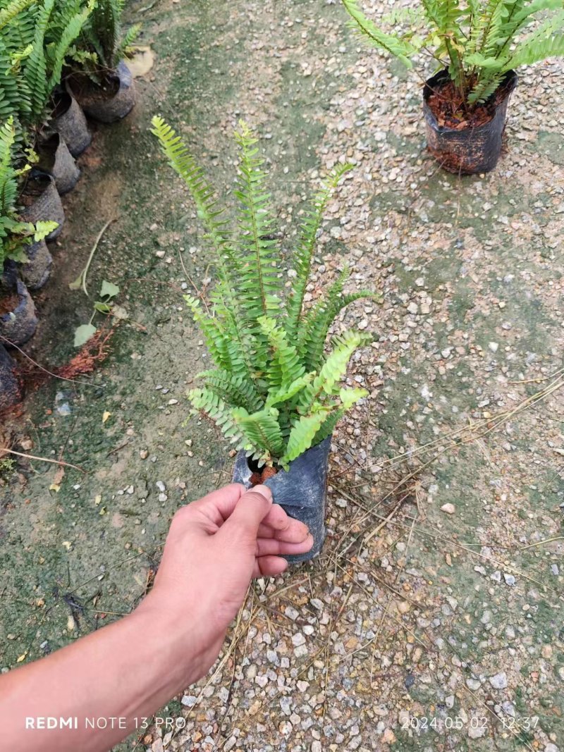 肾蕨袋苗排骨草市政货大量现货供应自家种植大量现货供