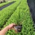 肾蕨袋苗排骨草市政货大量现货供应自家种植大量现货供