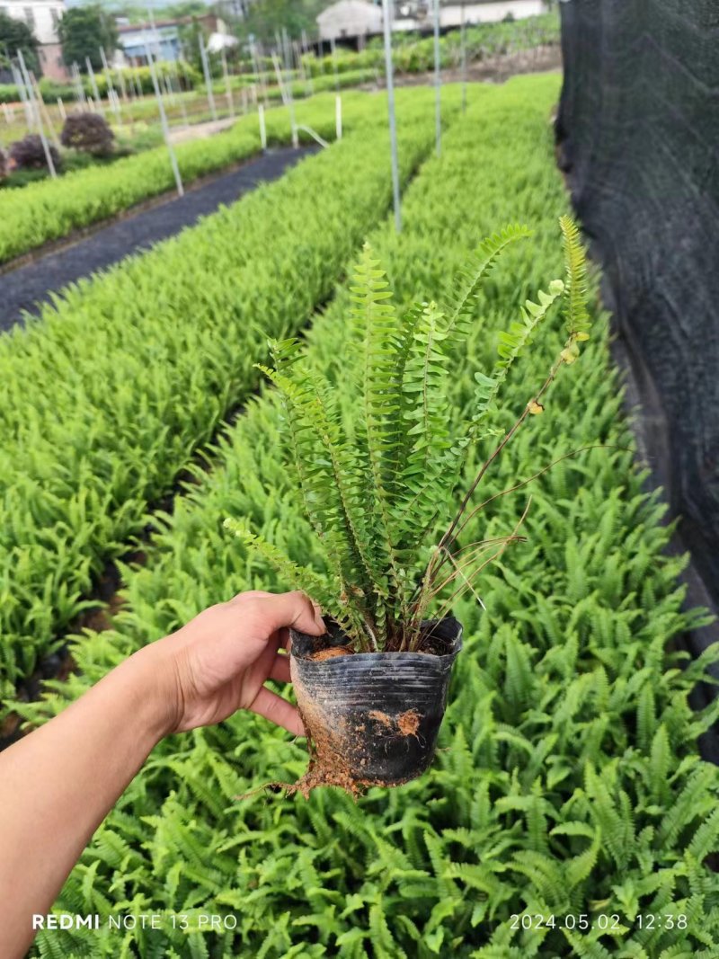 肾蕨袋苗排骨草市政货大量现货供应自家种植大量现货供