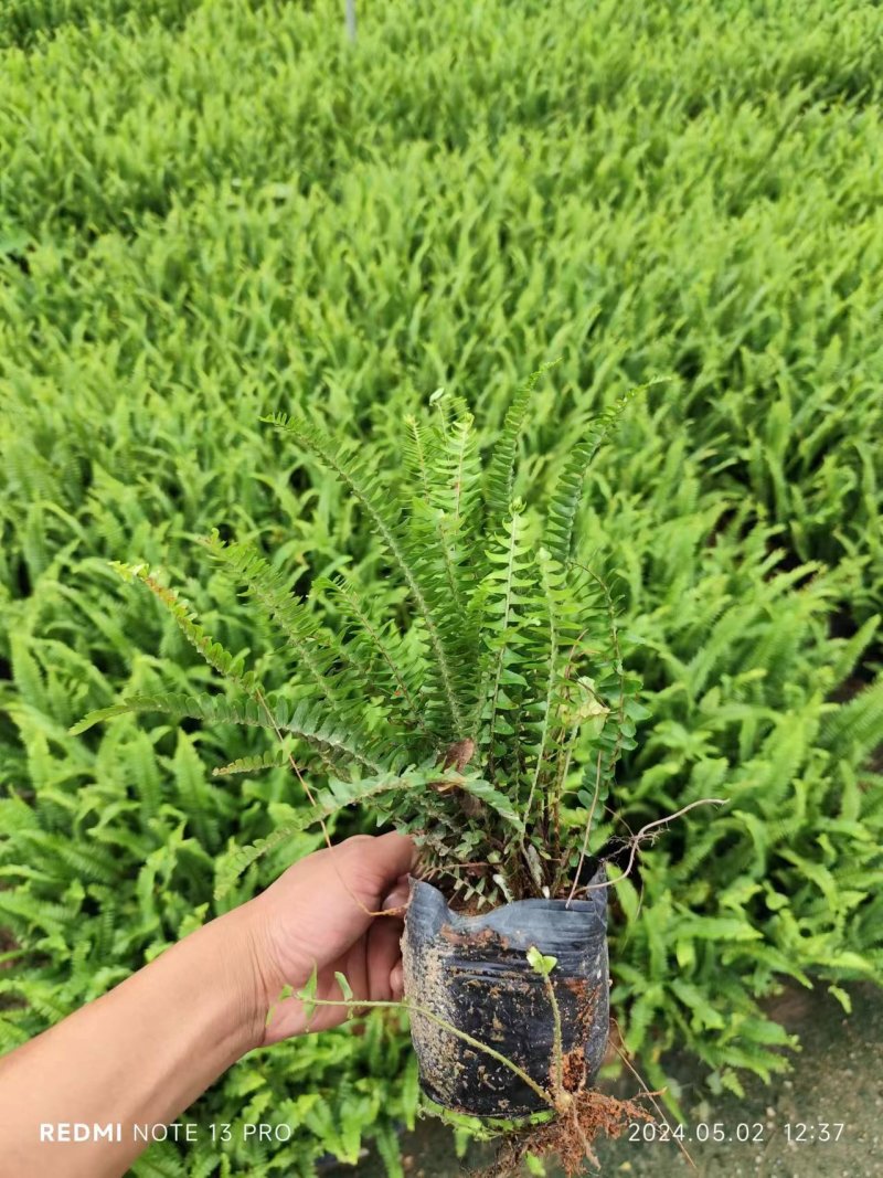 肾蕨袋苗排骨草市政货大量现货供应自家种植大量现货供