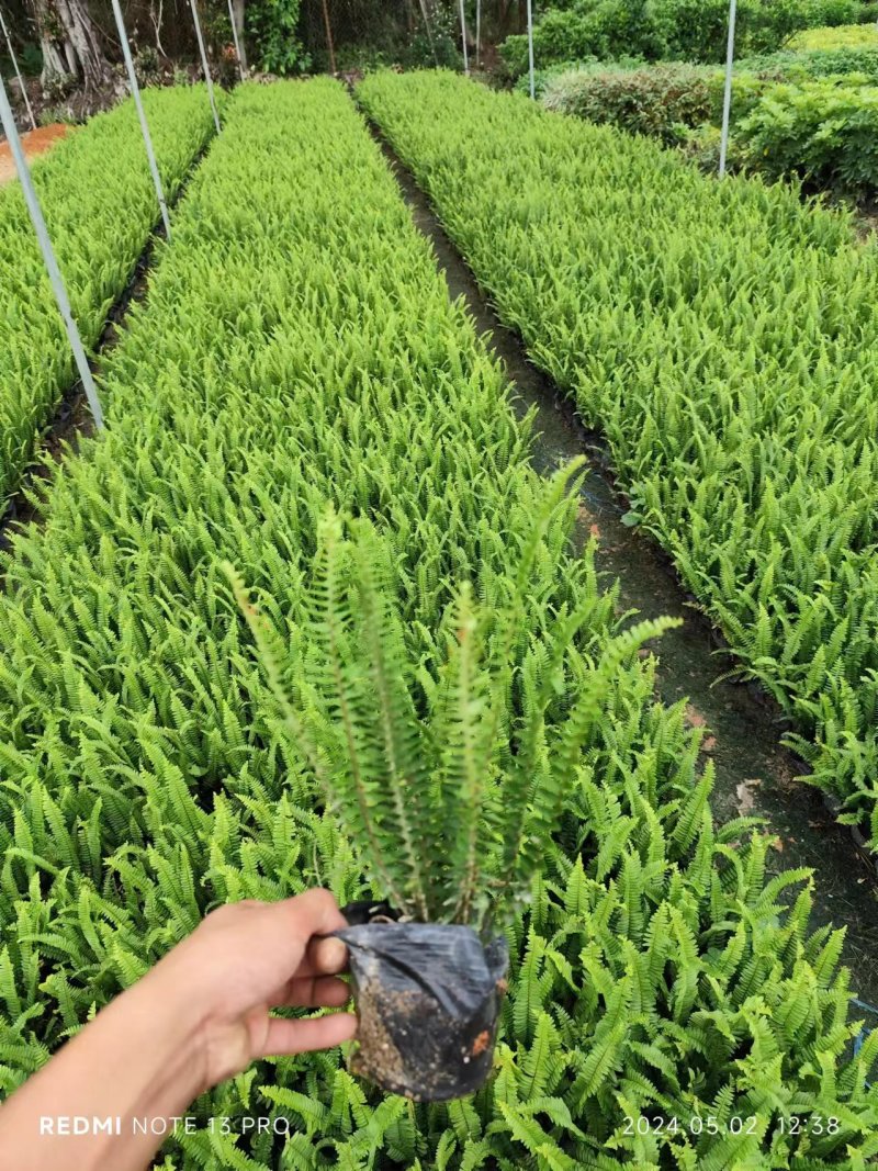 肾蕨袋苗排骨草市政货大量现货供应自家种植大量现货供
